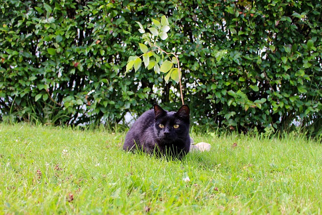 Free Cat Kitty photo and picture