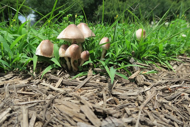 Pilz, Schmutz, Bellen, Natur, Wald