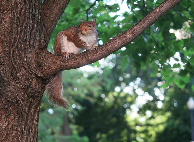Eichhörnchen, Baum, Tier, Niedlich