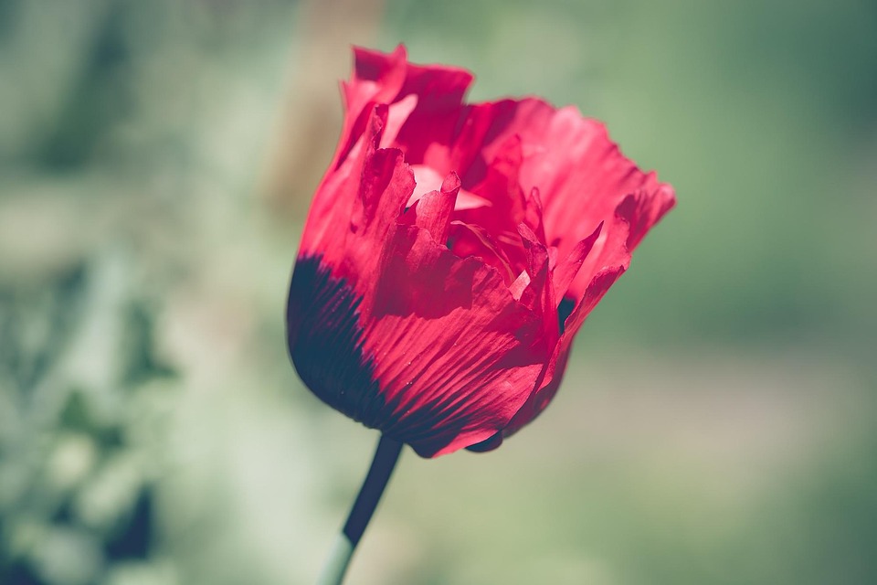 Mohn Rot Roter - Kostenloses Foto auf Pixabay