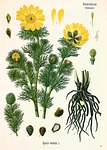 yellow adonis, flower, blossom
