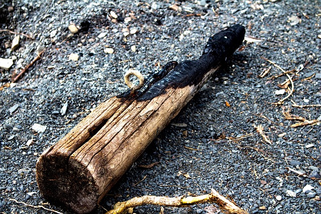Free Wood Driftwood photo and picture