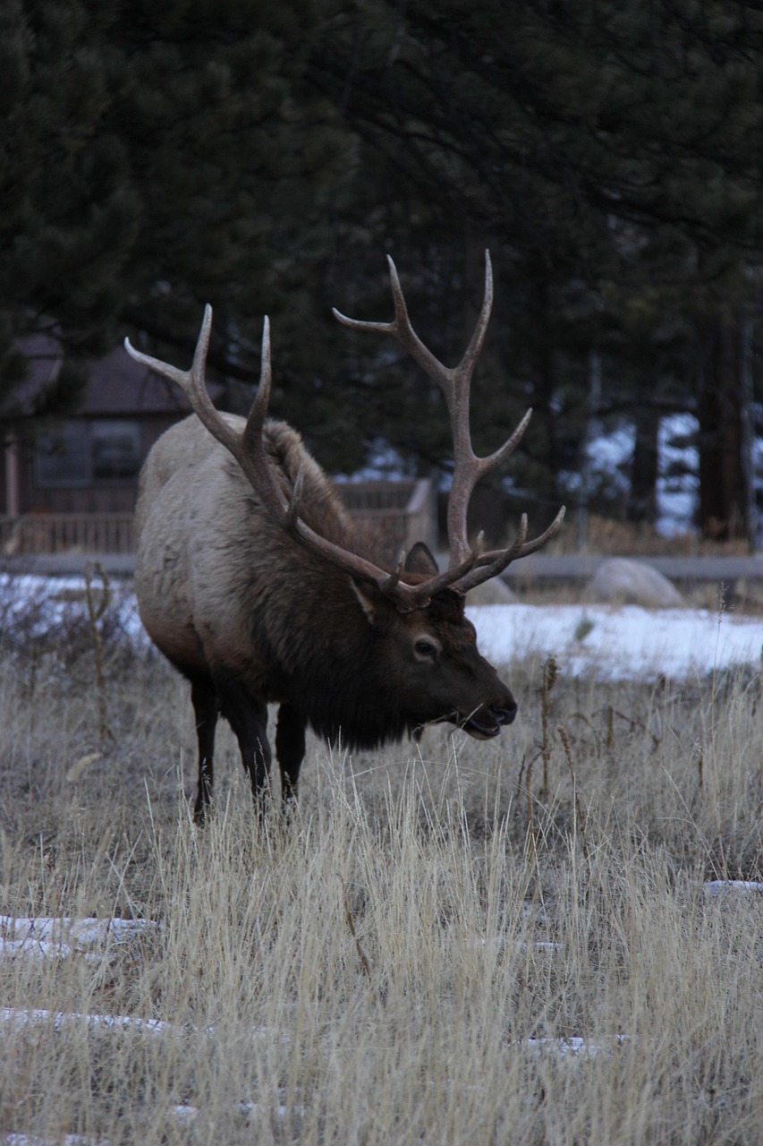 Elk Colorado Wildlife - Free photo on Pixabay