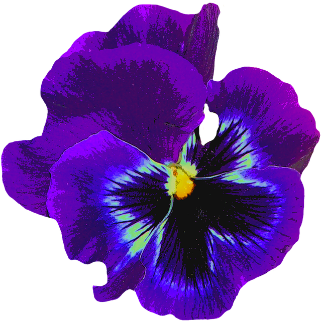 Free pansy blue spring illustration