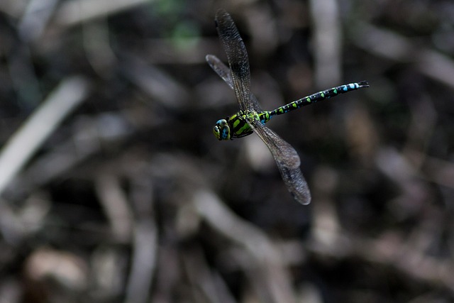 Libelulă, Zbor, Insectă Zburătoare