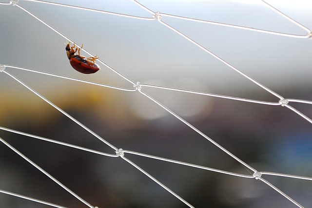 Free Ladybug Insect photo and picture