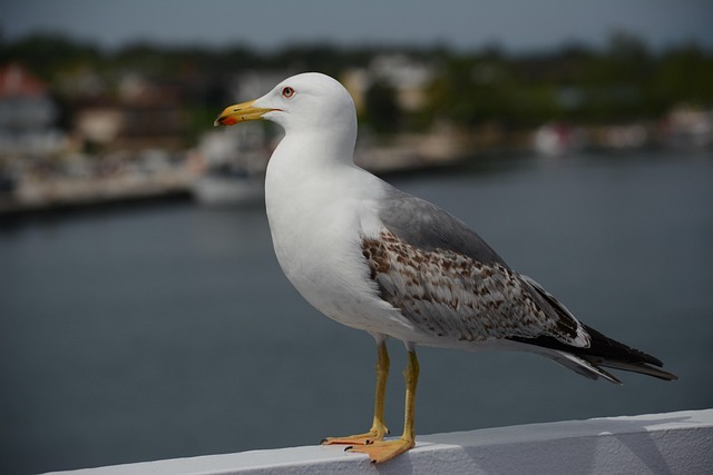 Free Gull Bird photo and picture