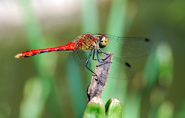Free Dragon-Fly Insect photo and picture