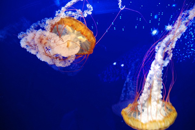 Kwallen, Aquarium, Zee