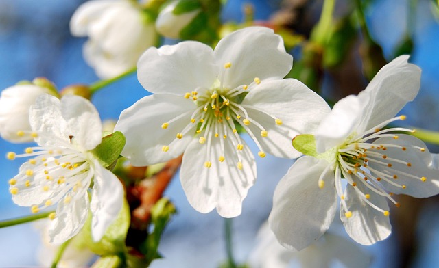 Free Spring Flora photo and picture