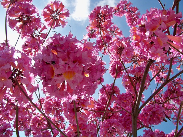 Free Pink Dogwood photo and picture