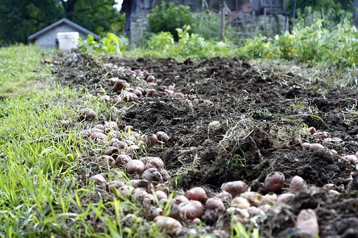 Free Potato Field photo and picture