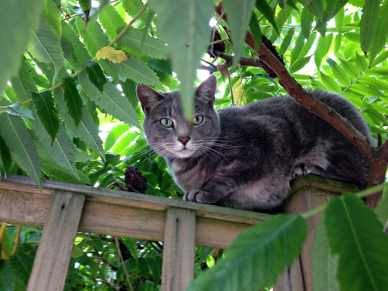 Cat Arbre Vert - Photo gratuite sur Pixabay - Pixabay