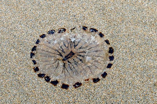 Beach, Jellyfish, Sea, Sand, Nature