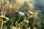 plants, contre jour, nature