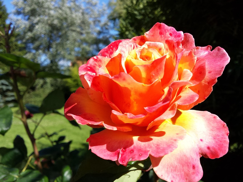 Graden Roses In Rose Color Garden Rose Color - Free photo on Pixabay - Pixabay