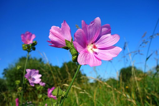 Midsommarblomster, Ăng Cranesbill