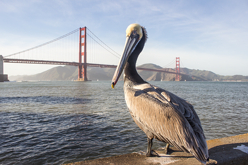 Free Pelican Golden Gate illustration and picture