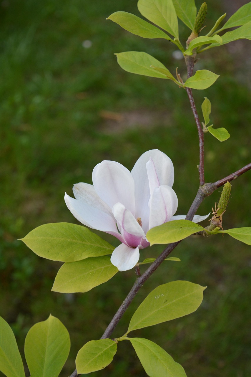 Magnolia Rosa Flor Magnolia Rosa - Foto gratis en Pixabay - Pixabay
