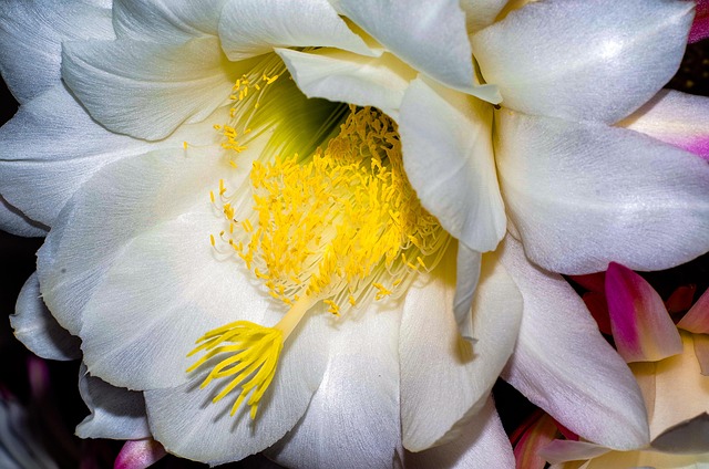 Free Flower Cactus photo and picture