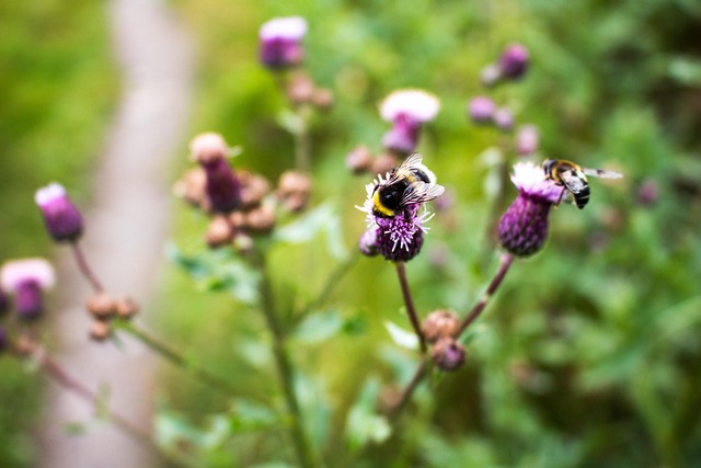 Free Bee Summer photo and picture