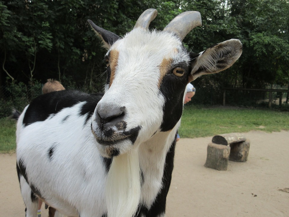 84 Gambar Binatang Kepala Kambing HD