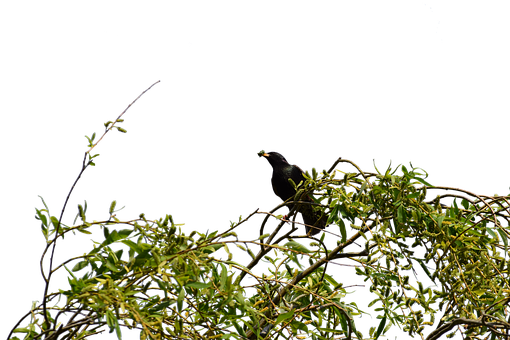 Free Tree Leaves photo and picture