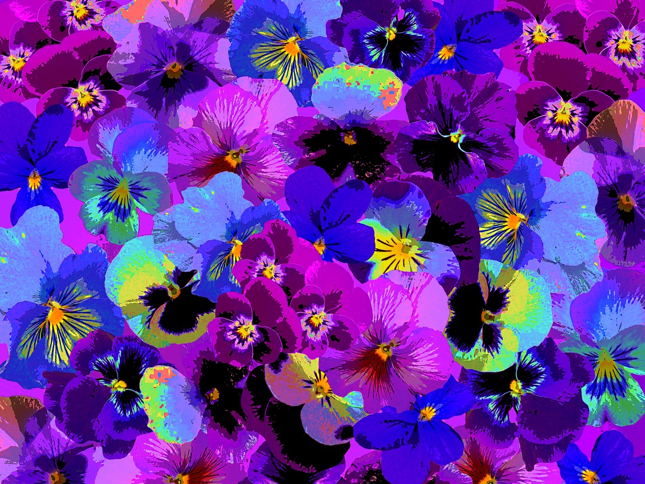 pansy-1600189_1280.jpg