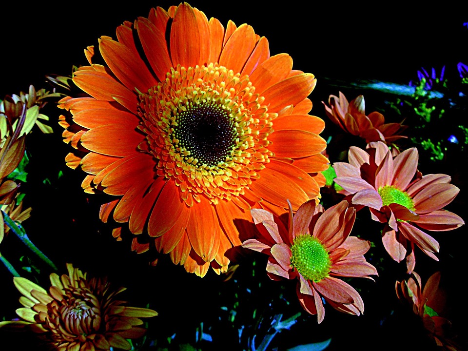 Free photo Petals, Flower, Orange Free Image on Pixabay 1600228