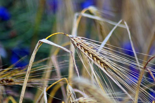 Free Grain Nature photo and picture