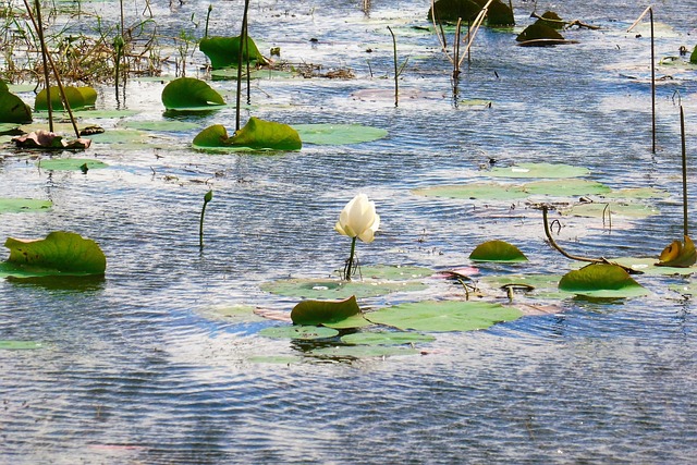 Free Waterlily Lotus photo and picture