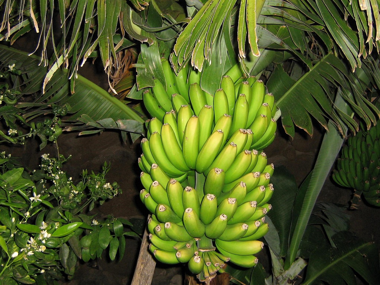 Banana Tree Fruit Free photo on Pixabay Pixabay