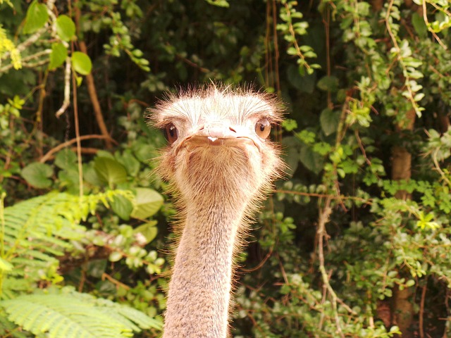 Free Ostrich Safari photo and picture