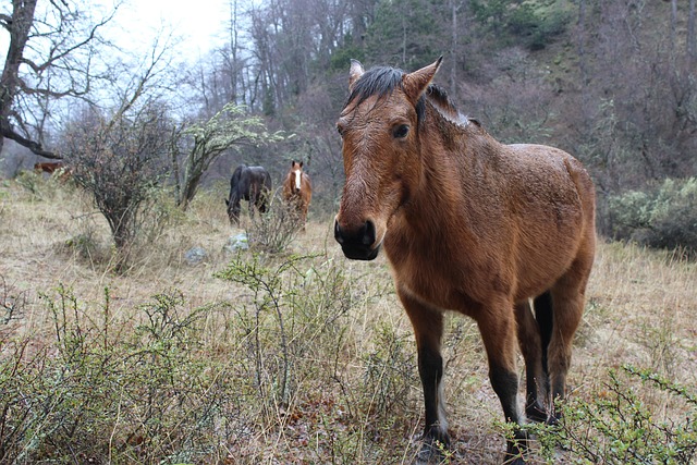 Free Horses Animals photo and picture