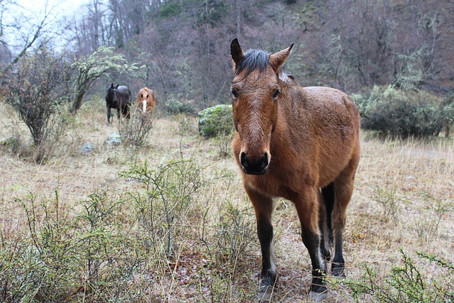 Free Horse Animals photo and picture