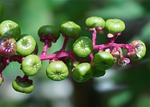 green pokeweed berries, berries, pokeweed