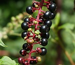 ripe pokeweed berries, berries, pokeweed