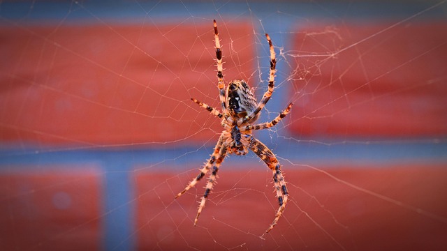 Araña Insecto Animal - Foto gratis en Pixabay - Pixabay