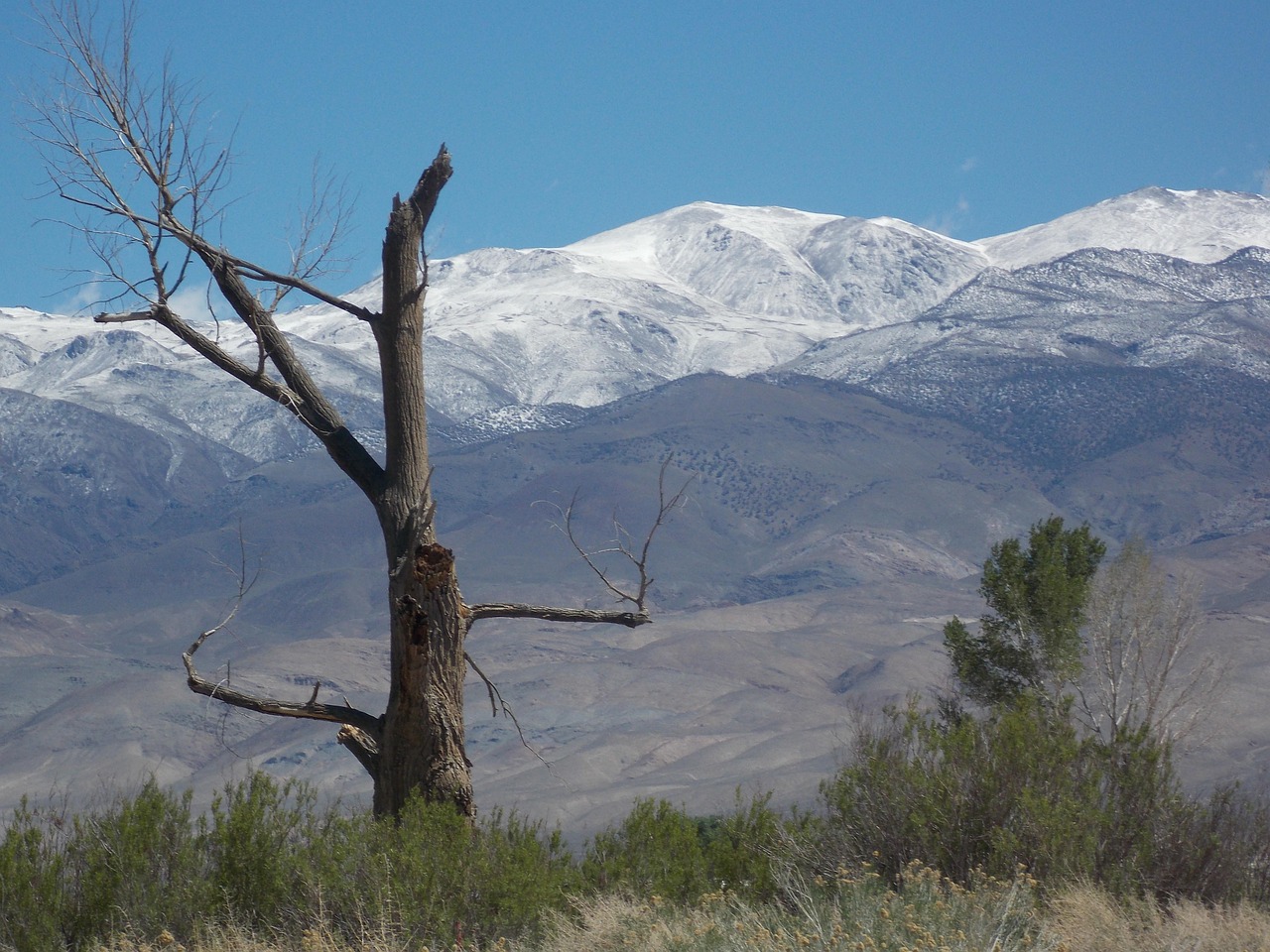 Tree Snaga 10+ Free Snag & Tree Images - Pixabay