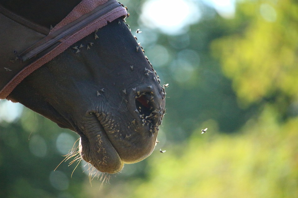 Pferd, Rappe, Vollblutaraber, Fliegen, Fliegenmaske