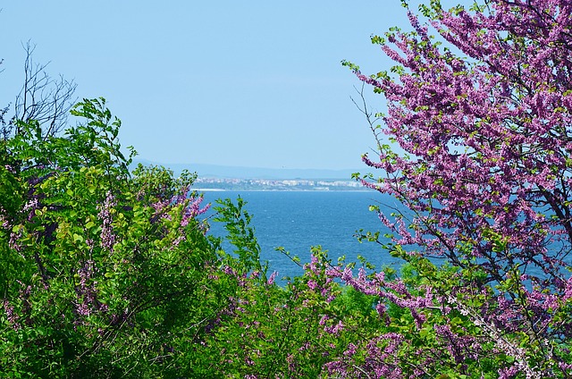 Free Bulgaria Sea photo and picture