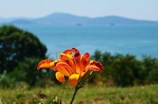 Free Bulgaria Sea photo and picture