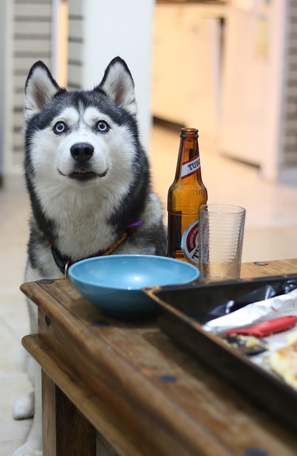 Free Husky Dog photo and picture
