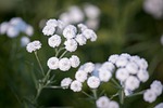 ranunculus aconitifolius, eisenhut-crowfoot, flower
