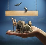 africa, giraffe, lion
