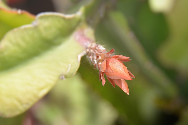 Free Cactus Flower Close Up photo and picture