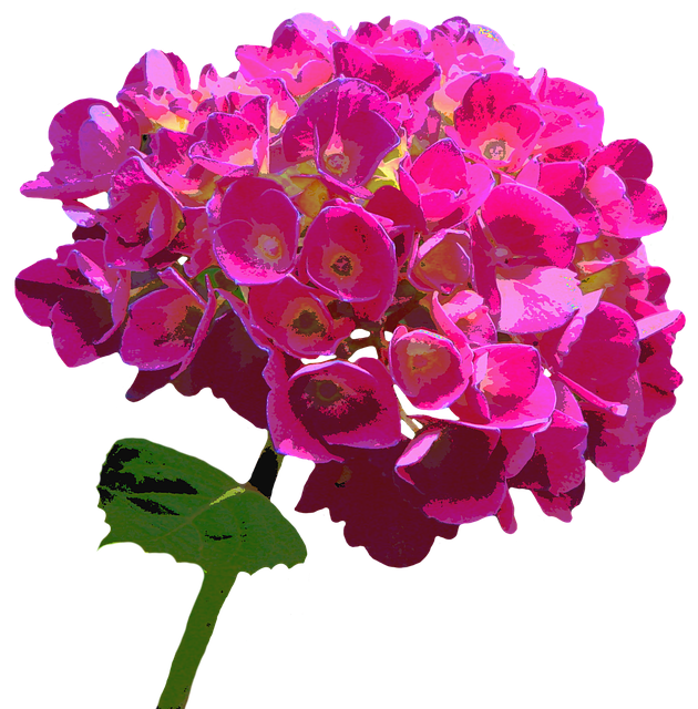 Free hydrangea blossom bloom illustration