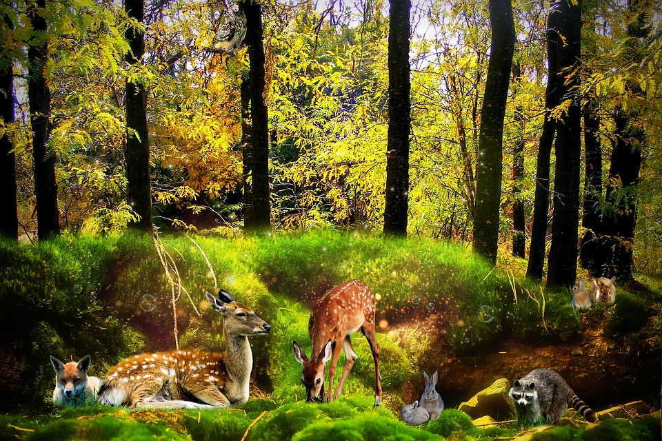Gratis Illustratie Bos Fantasie Dieren Design Gratis Afbeelding Gratis Illustratie Bos Fantasie Dieren Design Gratis Afbeelding