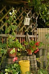 allotment, idyllic garden, garden