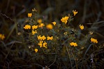 ball-broom, radiation-broom, genista radiata